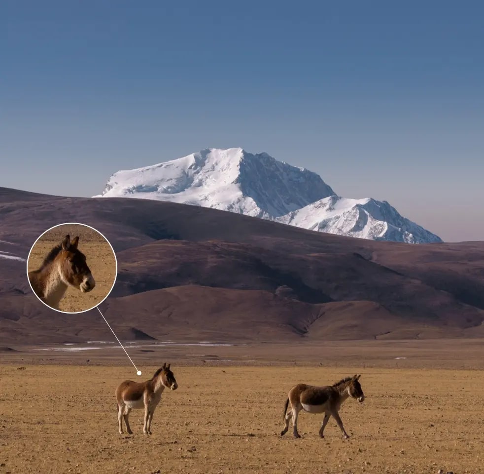 Двойная телекамера